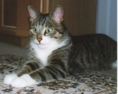 Sammy

Bin ich nicht hübsch ??? Erstmal in Positur legen, ich werde jetzt fotografiert.