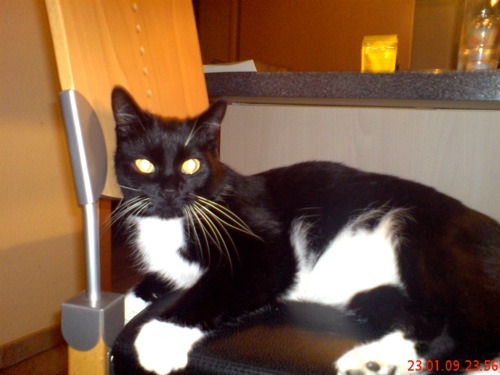 Sammy ist der Herr im Haus!