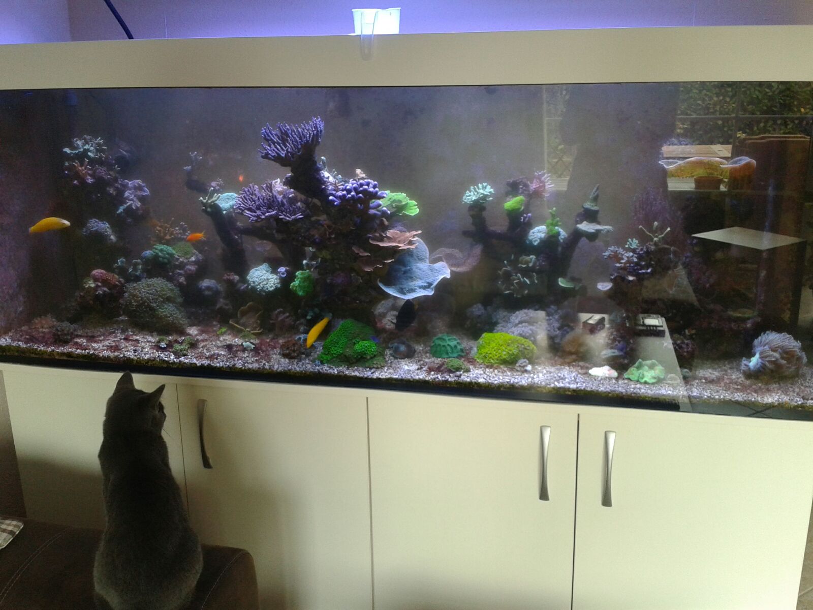 Sammy und seine Fische :D