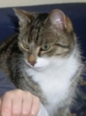 SammyJan2009

Warum sitzt mein kleiner Dosi jetzt hier und isst mir was vor? Ich will auch so was.