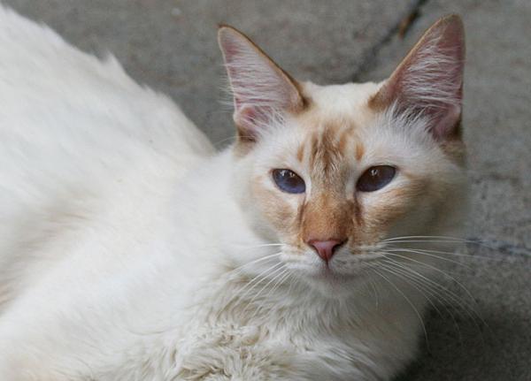 Sandy geb. als Anderwelt Violet. Balinesenmädchen in der Farbe Cinnamon(silver)-Torbie-Point... Sie ist in jeder Beziehung ein Engel.