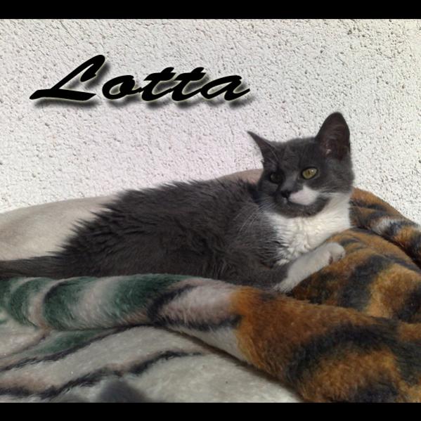 Schaut sie nicht süß aus, wie kann man dieser Fratze wiederstehen??
Unsere Sorgenkind sie hat Epilepsie