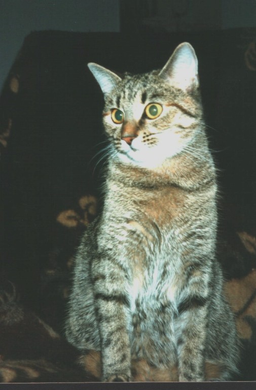 Schielchen - verstorben