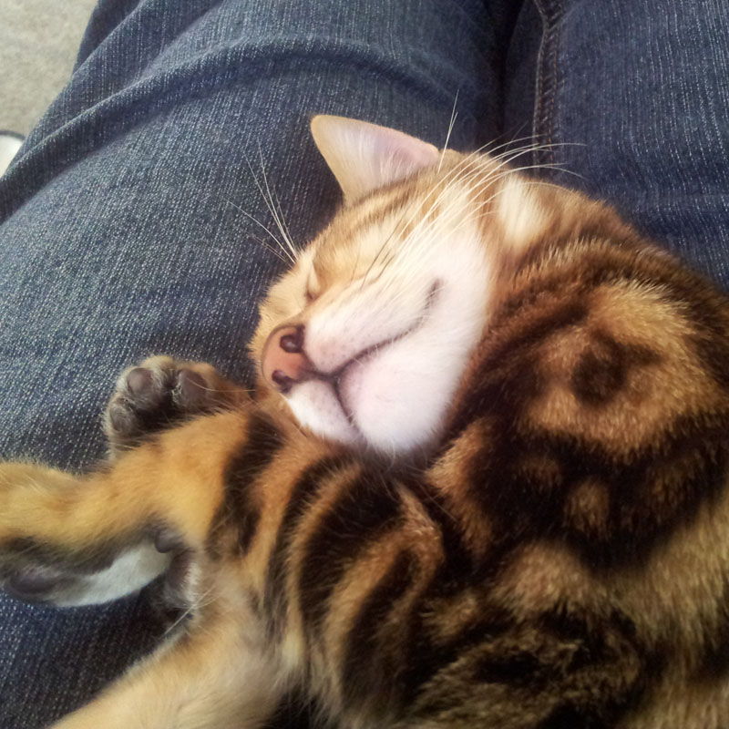 schlaf des gerechten