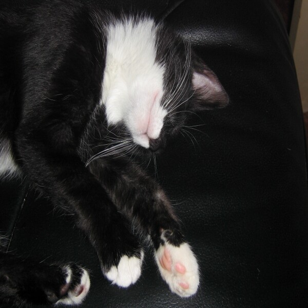 schlaf schön meine große *Kuß*