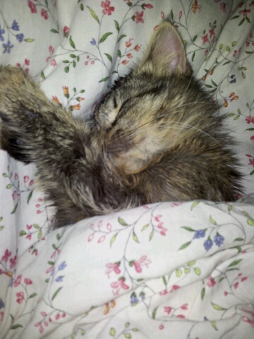 Schlafen im Menschenbett