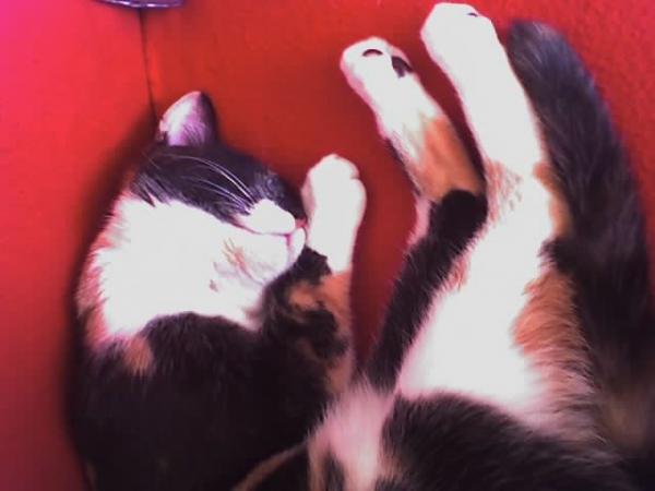 Schlafen ist so schön....