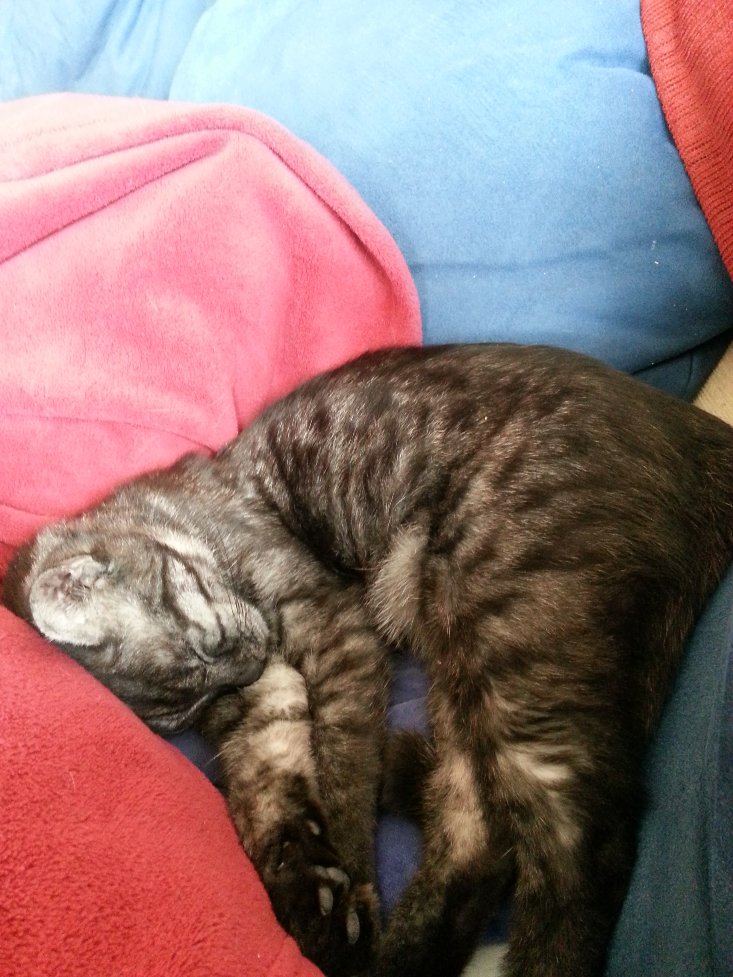 Schlafknäul *Awwwww*