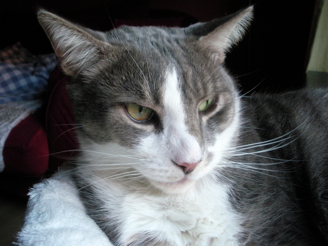 Schlechtgelaunter Kater