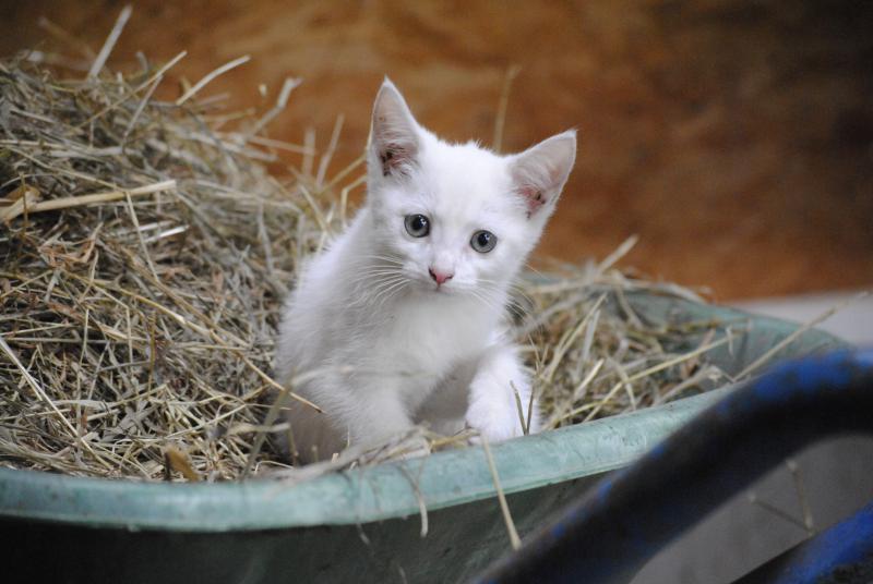 Schnee in der Schubkarre