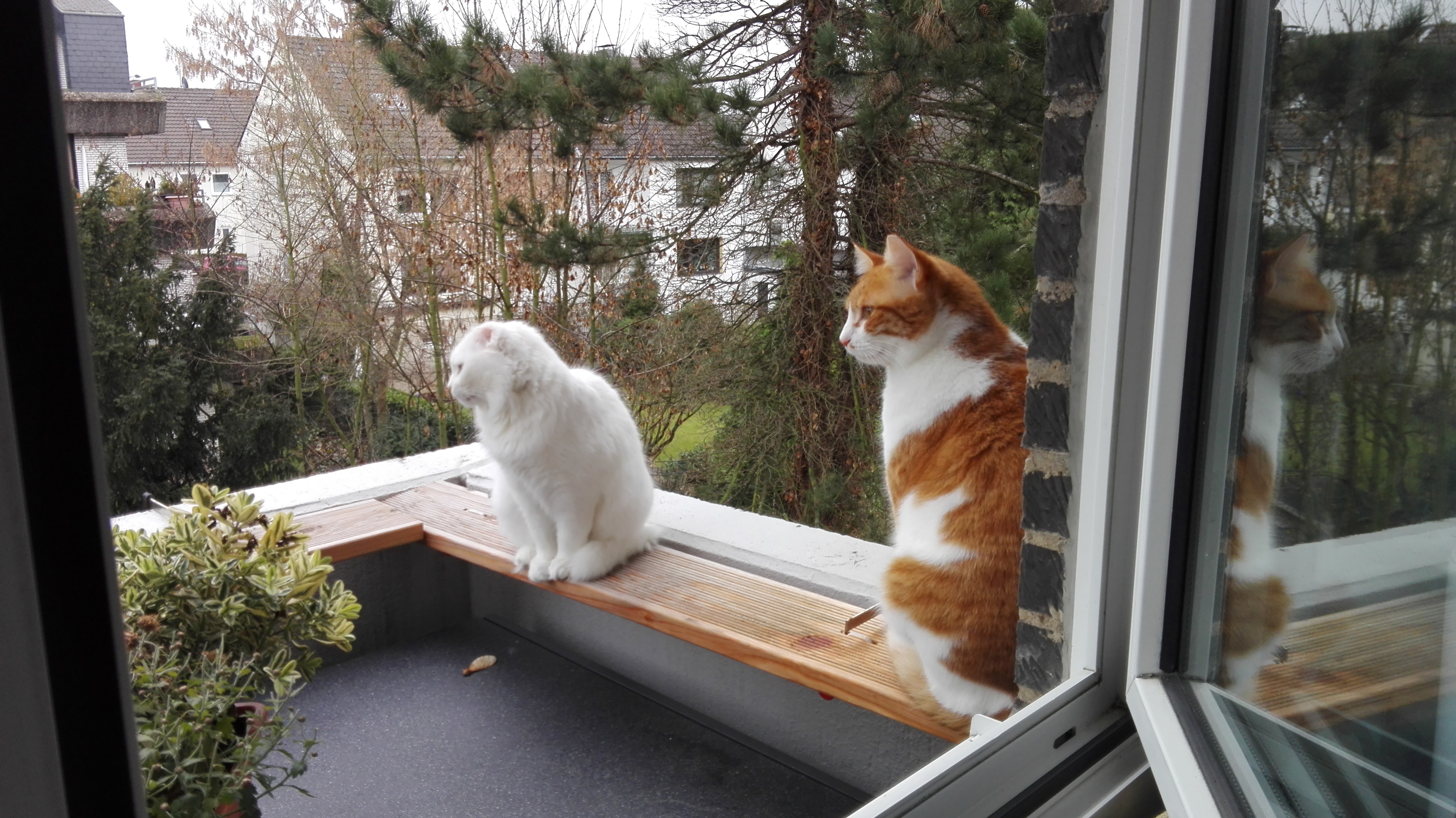 Schnee und Frost zieht ein