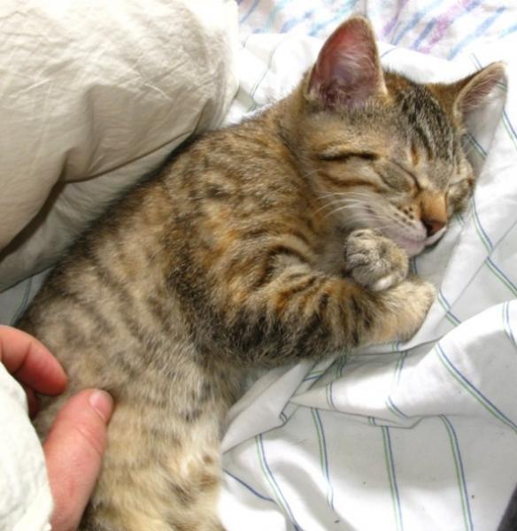 schnurrweltmeisterin