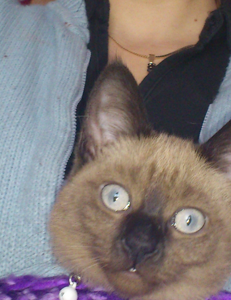 Schoki.... sie liebt es im Pullober getragen zu werden...:)