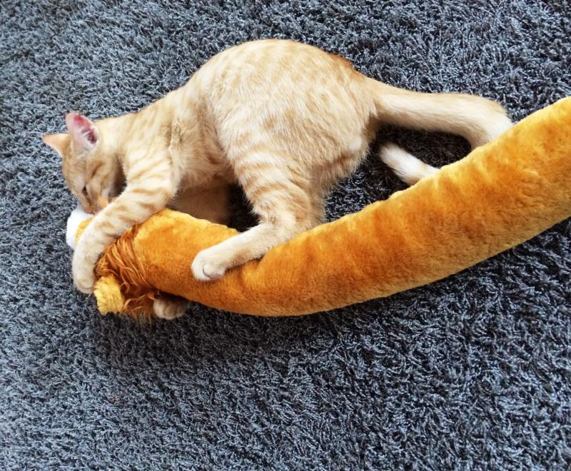 Schon früh übt man den Nackenbiß...
Dann hat man draußen weniger Schiss.