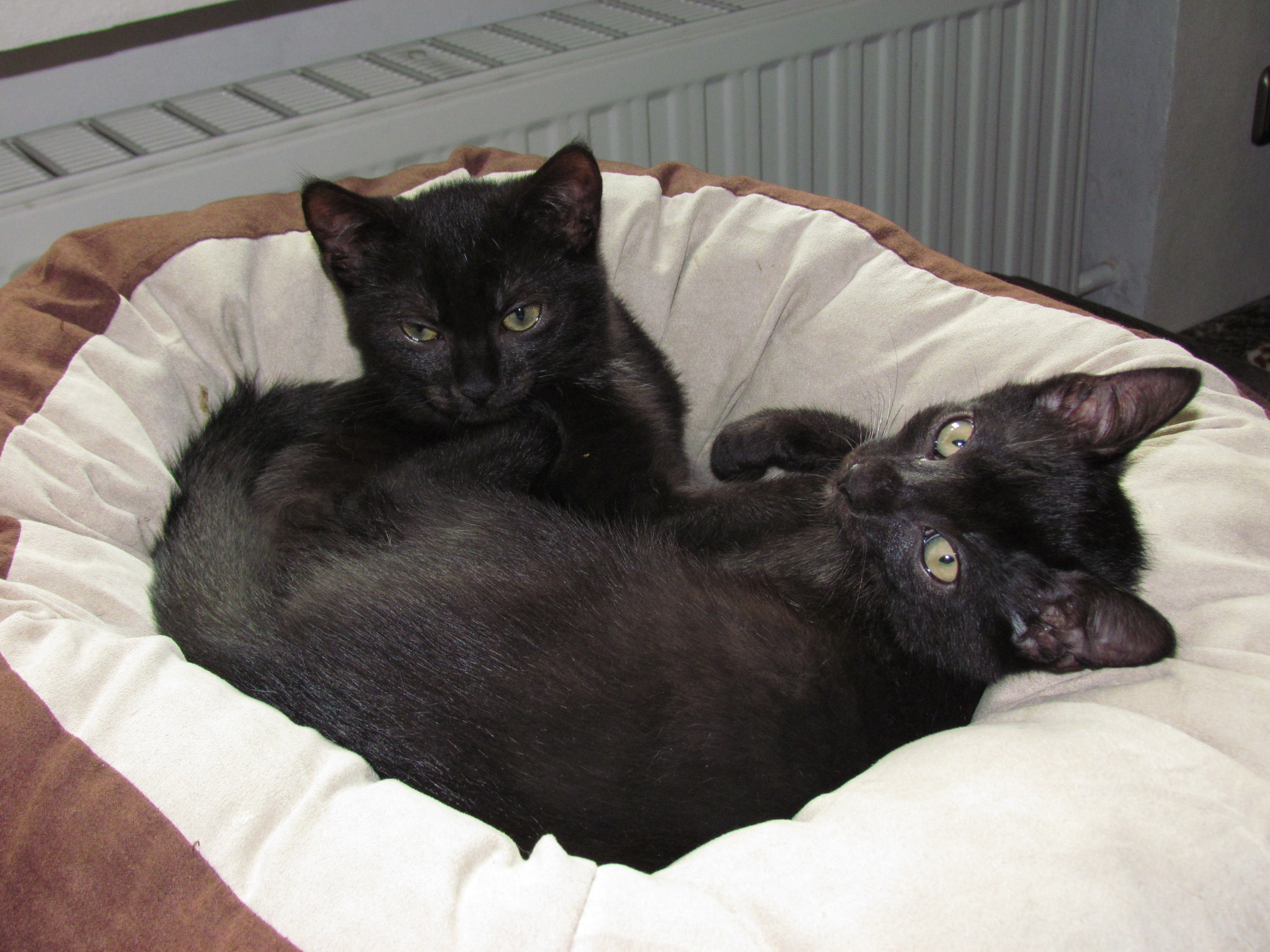 schon wieder diese Paparazzi