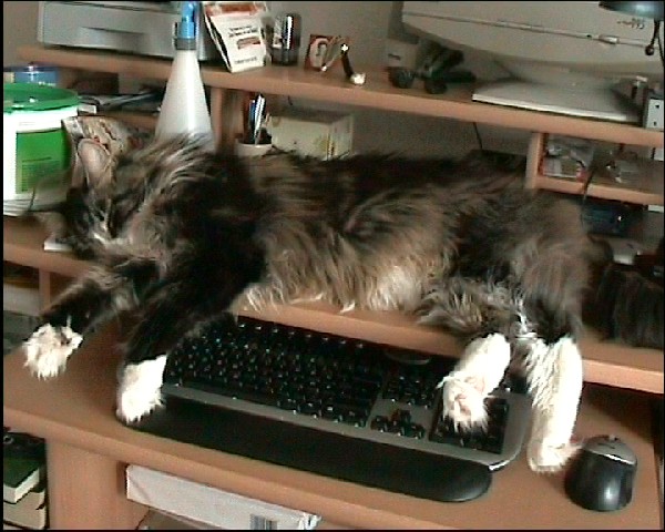 Schreibtischkatze Tom