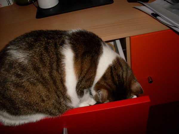 schublade auf-katze rein