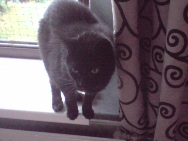 Schwarze wie die Nacht (Catweazle)