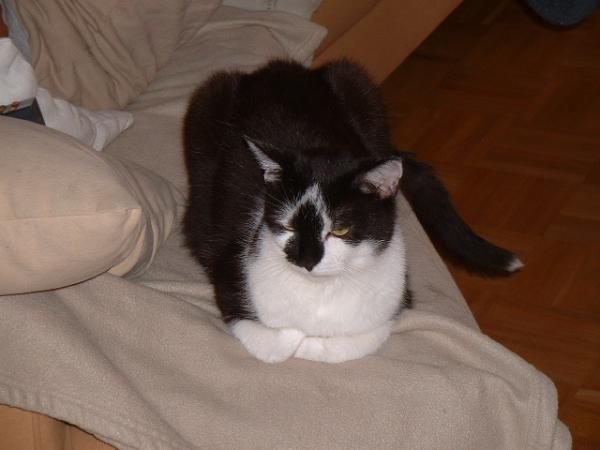 scotty .verstorben am 3.10.2008