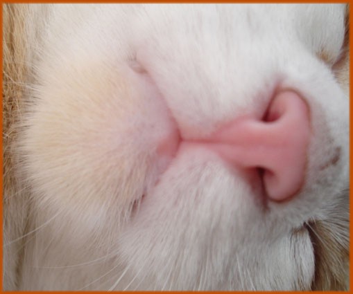 Sein niedliches Schnäuzchen