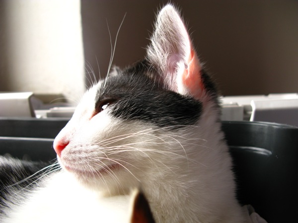 seine blicke - eine sehnsucht, die erschüttert.