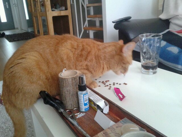 selber Schuld, wenn meine Dosis das Essen auf den Tisch legen