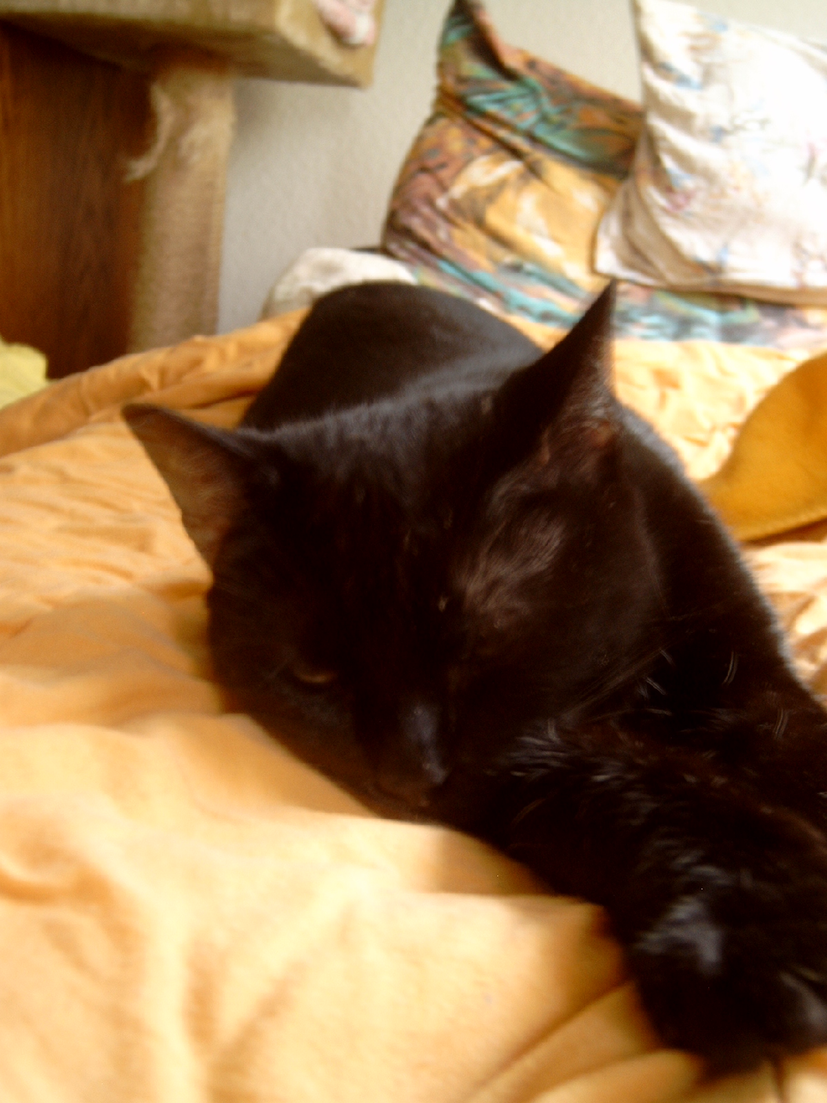 selig sind die die eine Katze haben