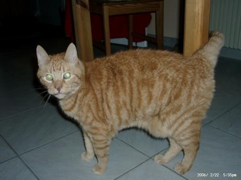 Seppel. Zutraulich bis zum geht nicht mehr.
(*)April 1990 - (+)6.1.2009