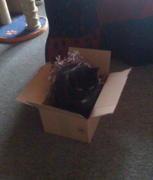 Severina beim Überprüfen des Kartons - 04.12.2010