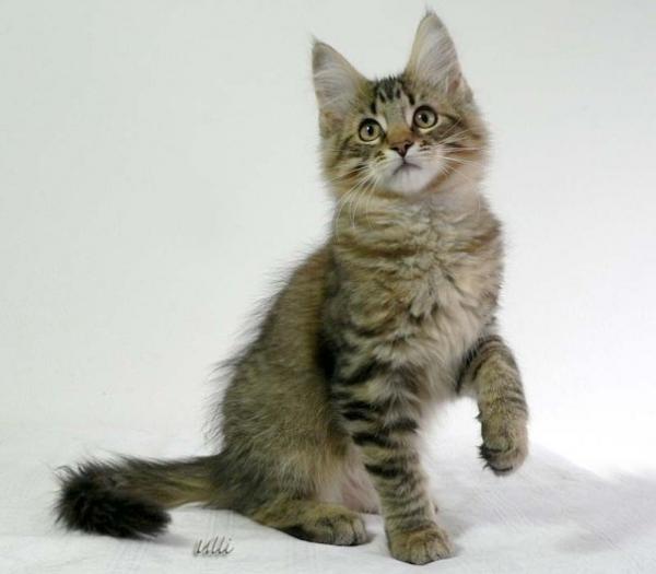 Shadow mit 14 Wochen
(c) Ulli