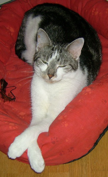 Sheba meine Prinzessin