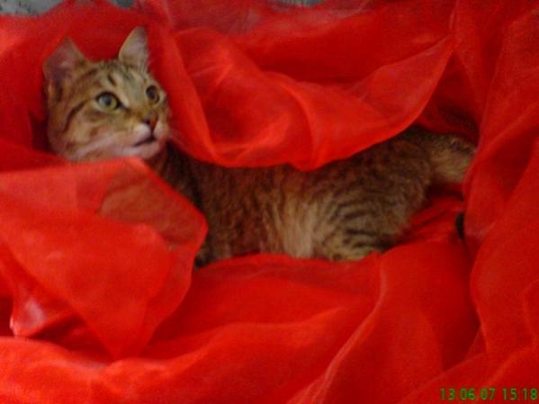 Sibille im roten Fummel