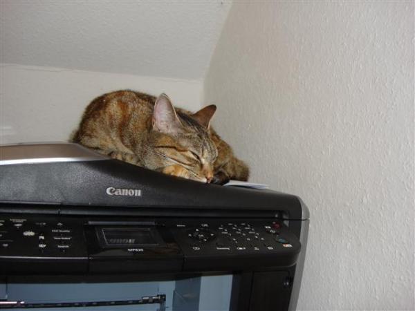 Sie bewacht den Drucker.