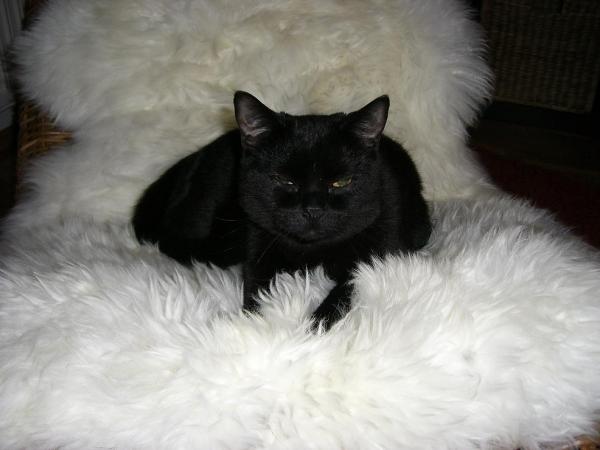 sie liebt dieses Fell :)