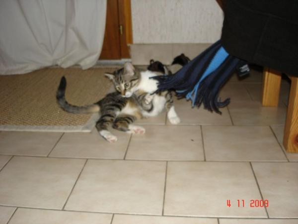 sie spielt gern mit allem, was herabhängt: Vorhänge, Schals etc. :-)