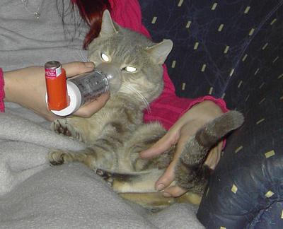 Silver inhaliert mit dem Aerokat um ihm die Cortisonspritzen zu ersparen. Es ist nicht einfach eine Katze daran zu gewöhnen und fast jeder TA sagt es ist unmöglich.  Hier in Köln musste ich mit Silver damals beim TA inhalieren um ihm das Gegenteil zu beweisen. Er hatte noch zwei Jahre bevor seine Nieren versagt haben und ich ihn über die Regenbogenbrücke gehen lassen musste