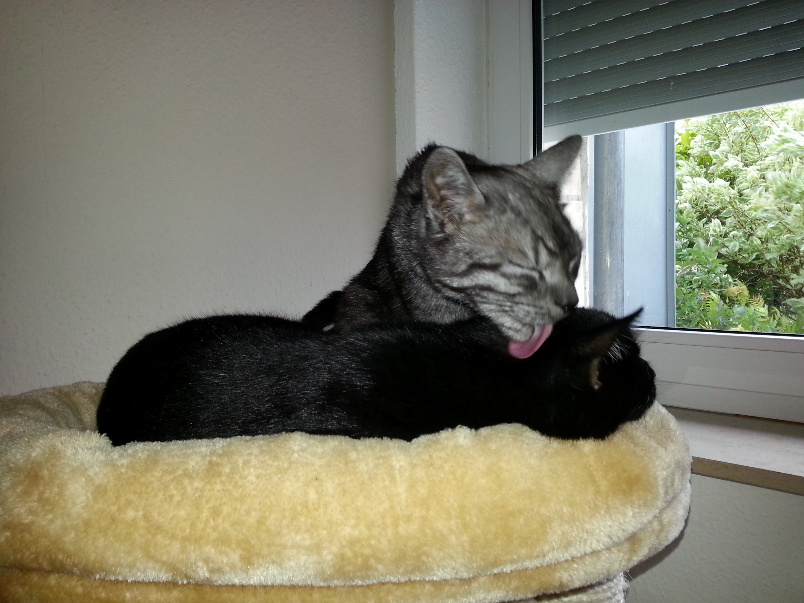 Silver putzt Kuro <3