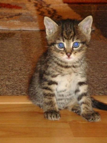 Simba (6 Wochen alt)