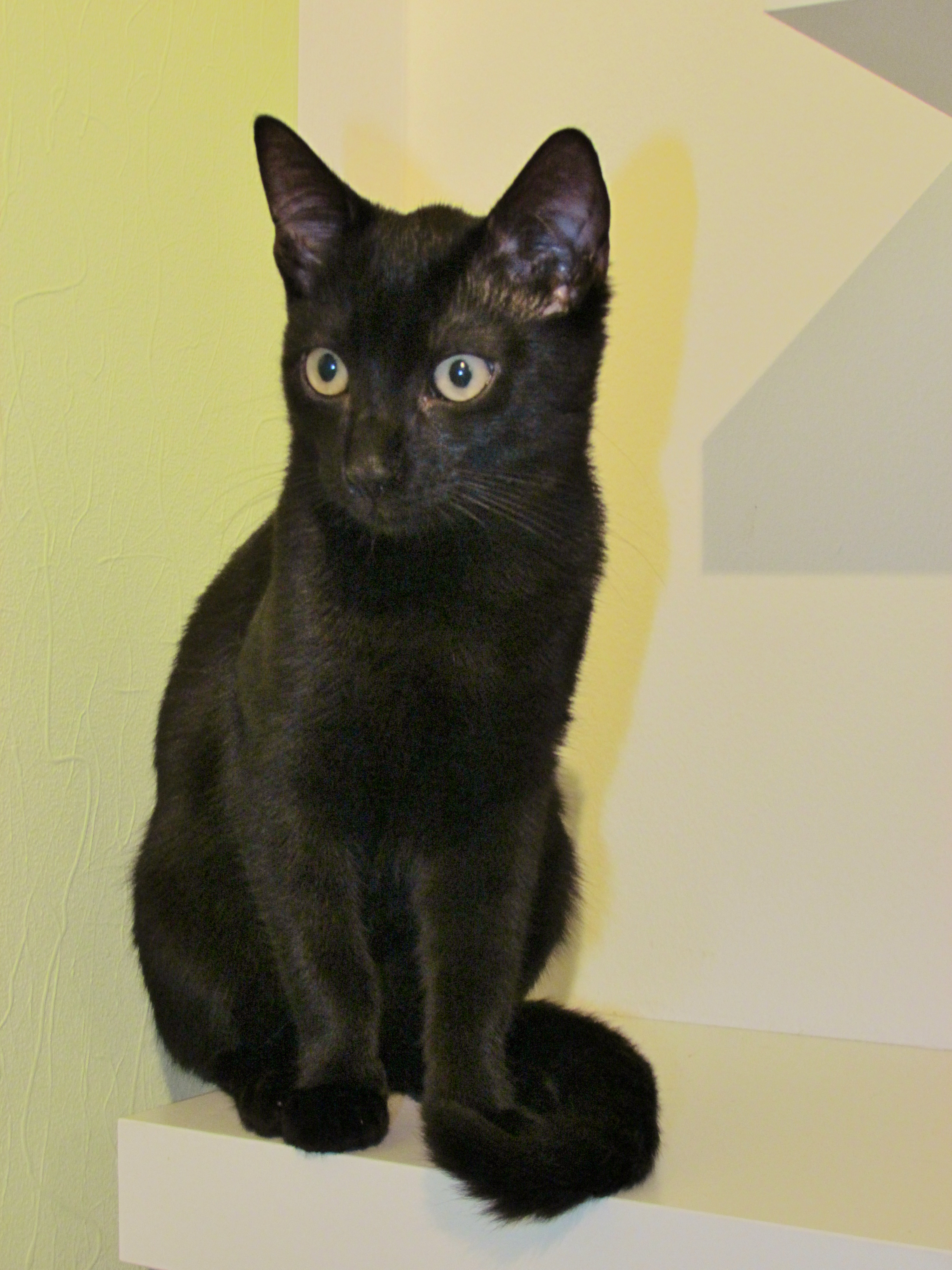 Simba mit 5 Monaten, Gewicht fast verdreifacht