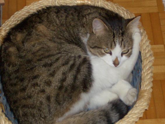 Simba's Lieblingskörbchen :-)