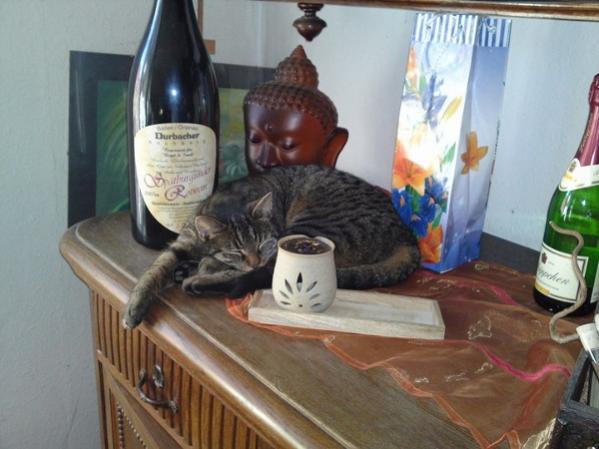 Simone als Dekokatze