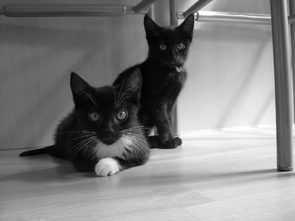 sind sie nicht süß?