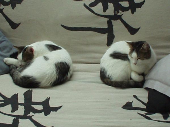 Sinus+Jerry - kaum einer kann sie auseinanderhalten ;)