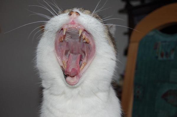 sissy mit 22 ,im schreien hatte sie den schwarzen gürtel