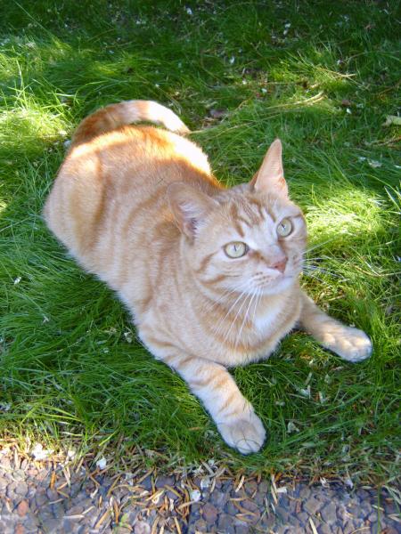 So ein bißchen Wiese im Garten ist schon toll.....