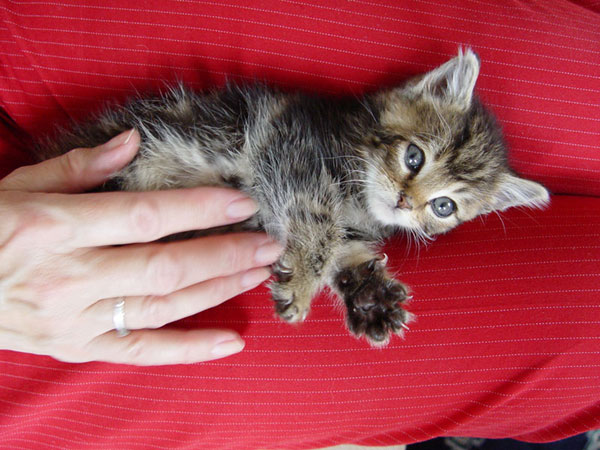 So klein und doch schon so eine Tatze!