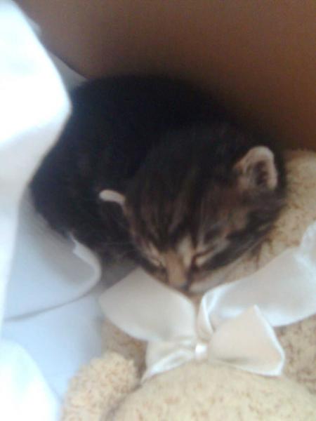 So knuffig klein war mein Viktor, als ihn das Schicksal zu mir gebracht hat. Ca. 2-3 Wochen.