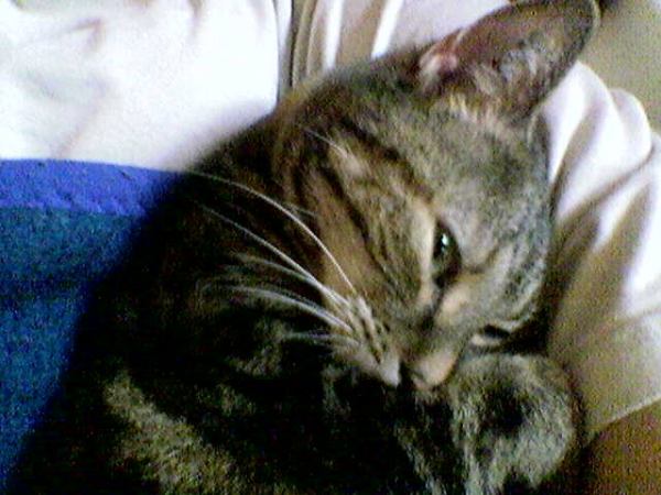 so liegen wir immer zusammen auf der Couch (in meinem Arm)