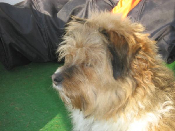 So sieht er im Moment aus - wie ein Wischmopp ;-)