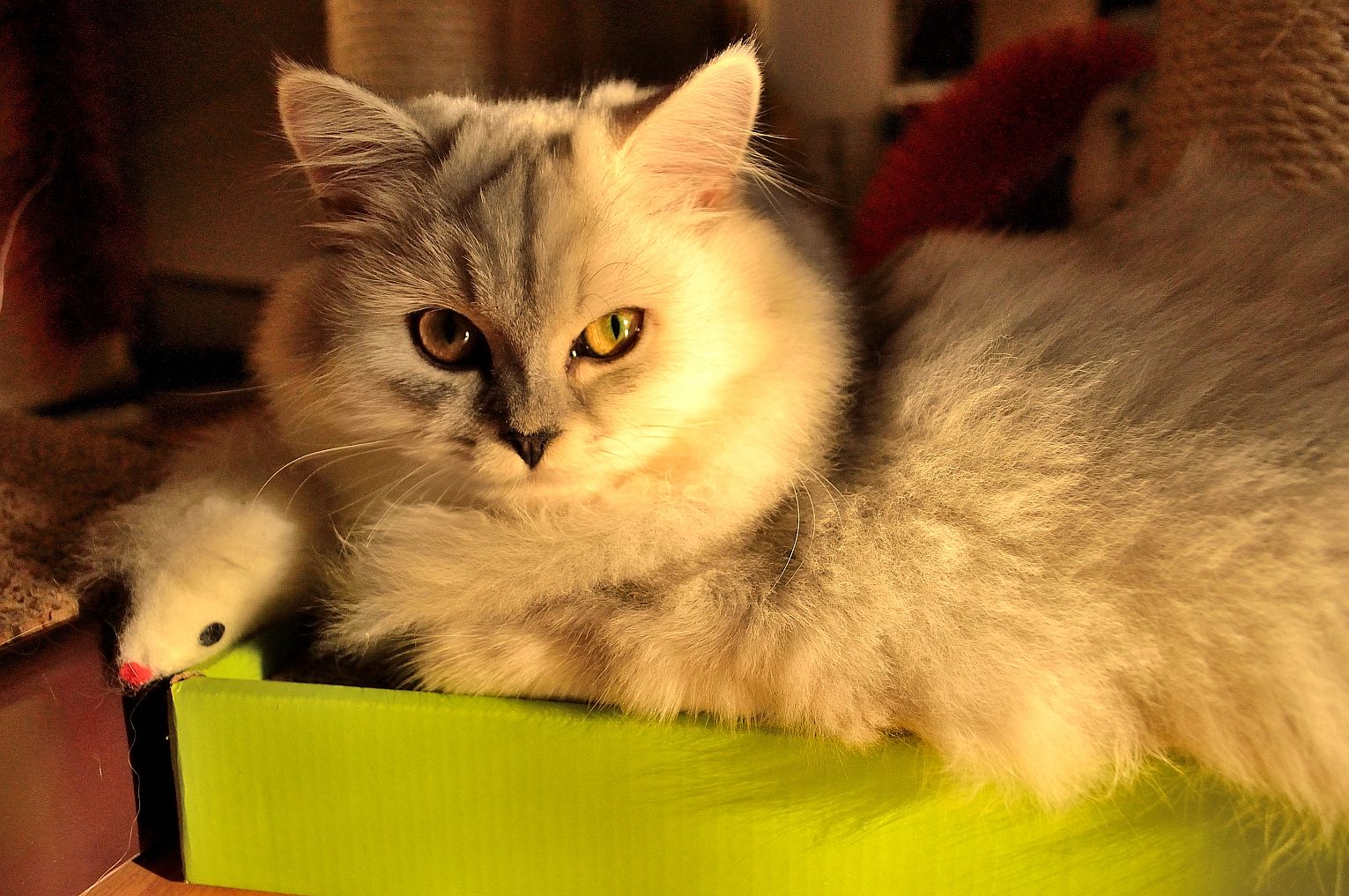 Sonnen auf der Kratzpappe